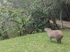 Hydrochoerus hydrochaeris