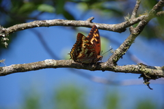 Charaxes druceanus