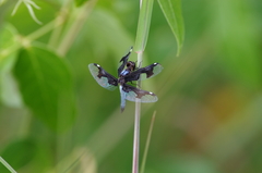 Palpopleura portia