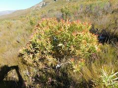 Leucadendron microcephalum