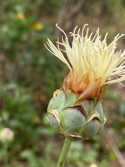 Rhaponticoides africana