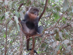 Cercopithecus mitis kolbi