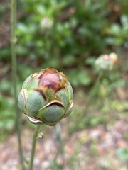 Rhaponticoides africana