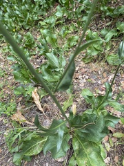 Rhaponticoides africana