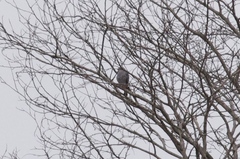 Kaupifalco monogrammicus