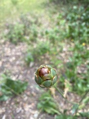 Rhaponticoides africana