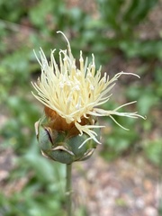 Rhaponticoides africana