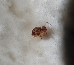 Ptenothrix beta