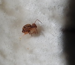 Ptenothrix beta