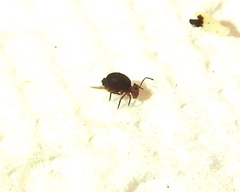 Ptenothrix palmata