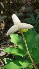 Paeonia mascula