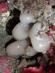 Cystodytes lobatus