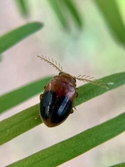 Prionocyphon discoideus