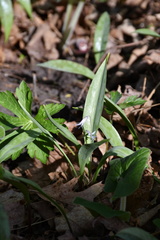 Erythronium propullans