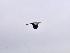 Ardea cinerea