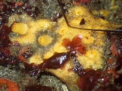 Polymastia pachymastia