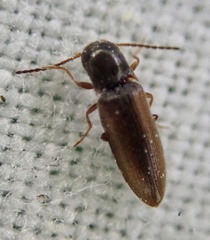Dalopius marginatus