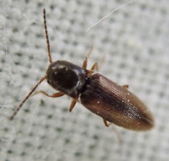 Dalopius marginatus