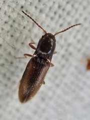 Dalopius marginatus