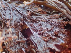 Microcladia borealis