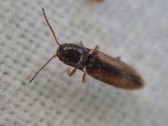Dalopius marginatus