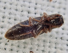 Dalopius marginatus