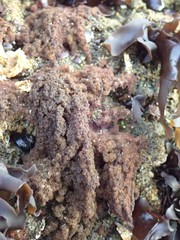 Callithamnion pikeanum