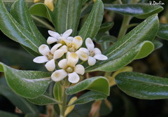 Pittosporum tobira