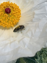 Acmaeodera ornatoides