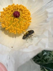Acmaeodera ornatoides