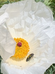 Acmaeodera ornatoides