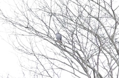 Kaupifalco monogrammicus