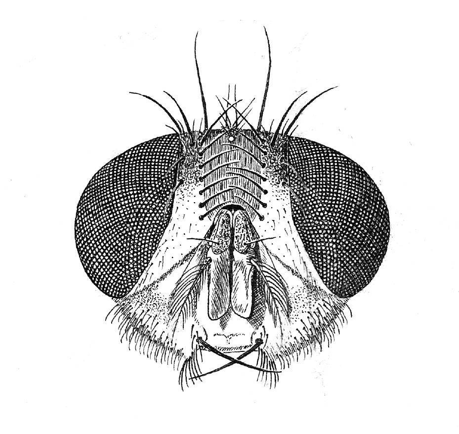 Neobellieria