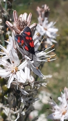 Zygaena graslini