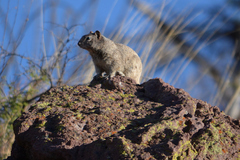 Otospermophilus variegatus