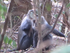 Cercopithecus mitis kolbi