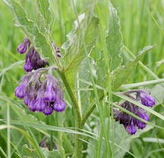 Symphytum officinale
