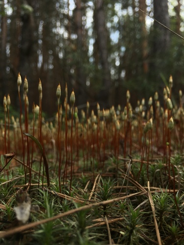 Observations by alakey · iNaturalist