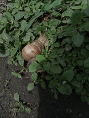 Helix pomatia