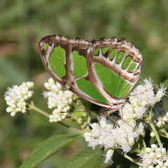 Philaethria wernickei