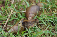 Lissachatina glutinosa