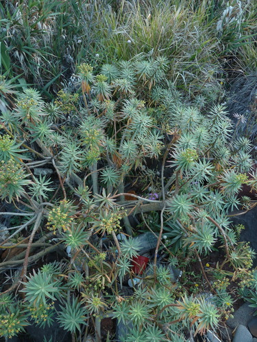 Fish-stunning Spurge