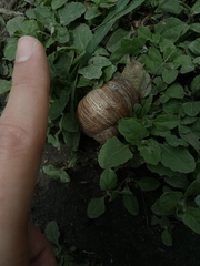 Helix pomatia