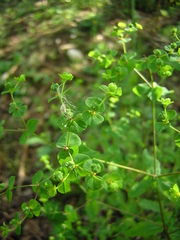 Helioscopia