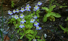 Pinguicula hirtiflora