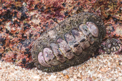 Chitonidae