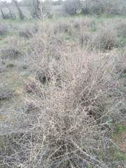 Halimodendron halodendron