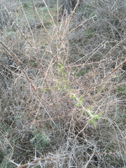 Halimodendron halodendron