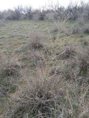 Halimodendron halodendron