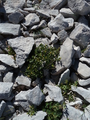 Euphorbia seguieriana